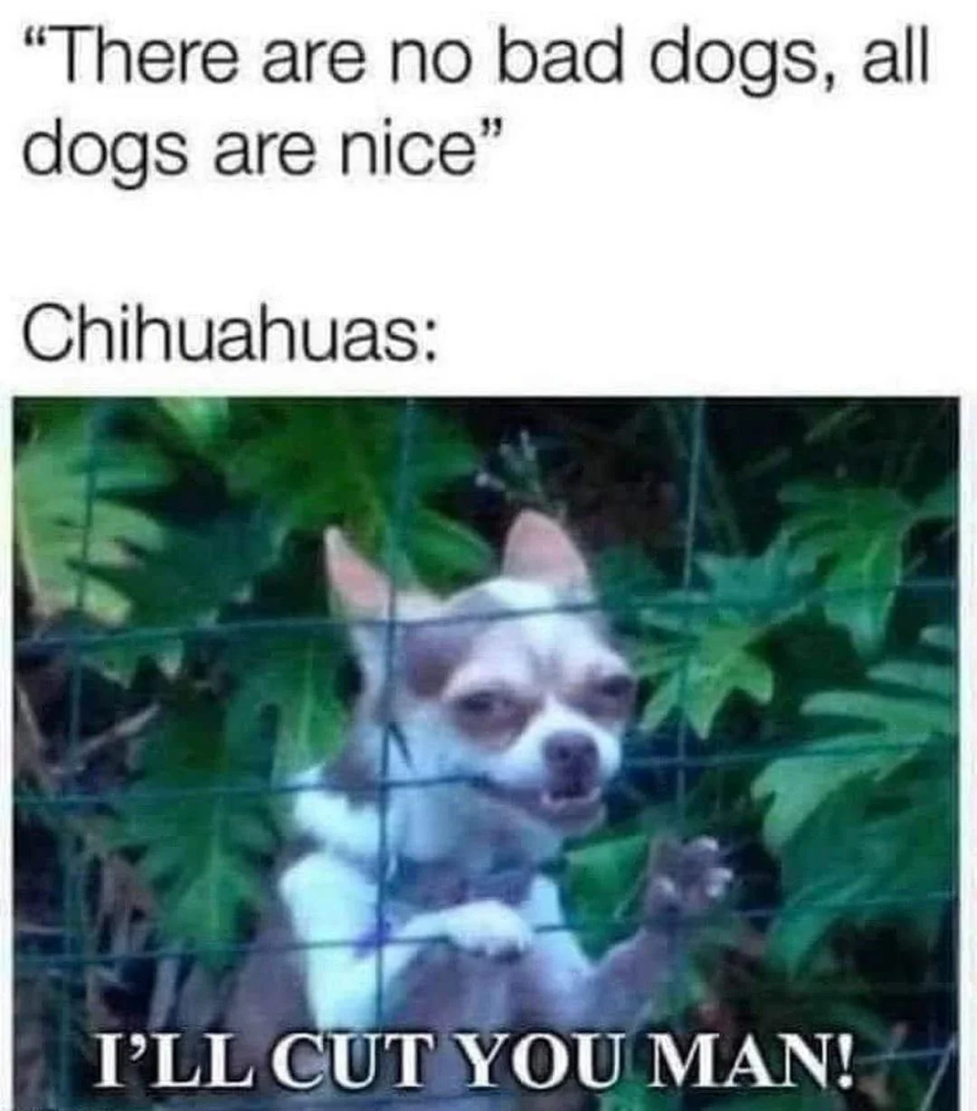20 Chihuahua Memes That Have No Chill on International Chihuahua Appreciation Day 6 Ill cut you man - Chihuahua Memes