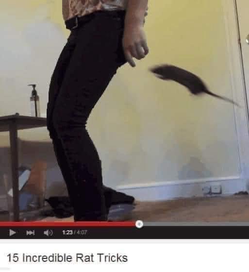 20 Memes That Make No Sense but All the Laughter 8 Incredible rat tricks