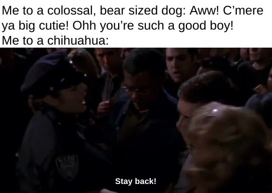 20 Chihuahua Memes That Have No Chill on International Chihuahua Appreciation Day 7 Me to a chihuahua - Chihuahua Memes
