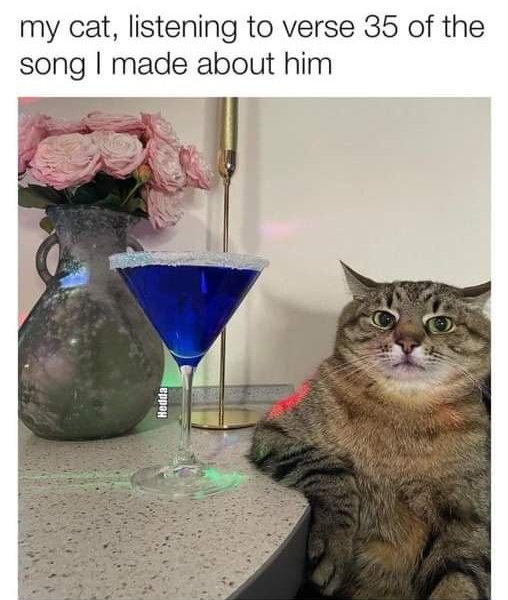 27 Random Cat Memes That Will Be the Highlight of Your Day (Trust Us) 22 My cat listening - Random Cat Memes