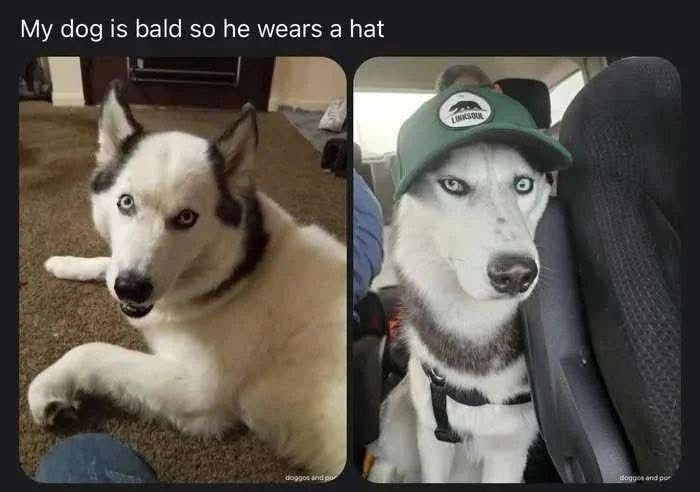 20 Memes That Are 90% Funny, 10% Naughty 12 My dog is bald