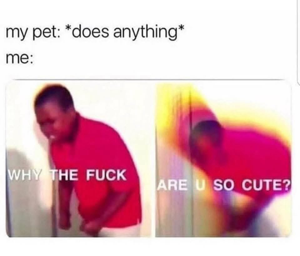 21 Memes from Nowhere About Nothing at All 10 My pet does anything