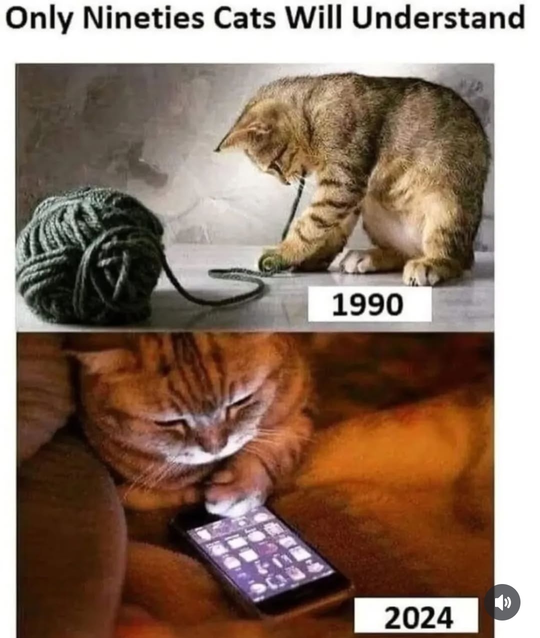 27 Random Cat Memes That Will Be the Highlight of Your Day (Trust Us) 24 Only 90s cat will understand this - Random Cat Memes