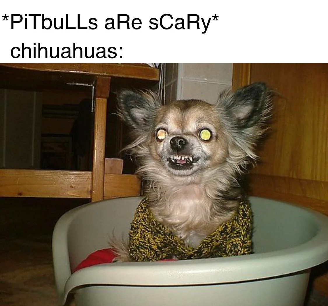 20 Chihuahua Memes That Have No Chill on International Chihuahua Appreciation Day 9 Pitbulls are scary - Chihuahua Memes