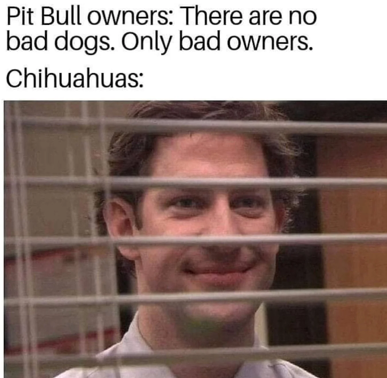 20 Chihuahua Memes That Have No Chill on International Chihuahua Appreciation Day 10 Pittbull owners - Chihuahua Memes