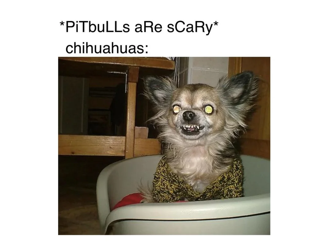 25 Chihuahua Memes That Have No Chill on International Chihuahua Appreciation Day 25 Pittbulls are scary