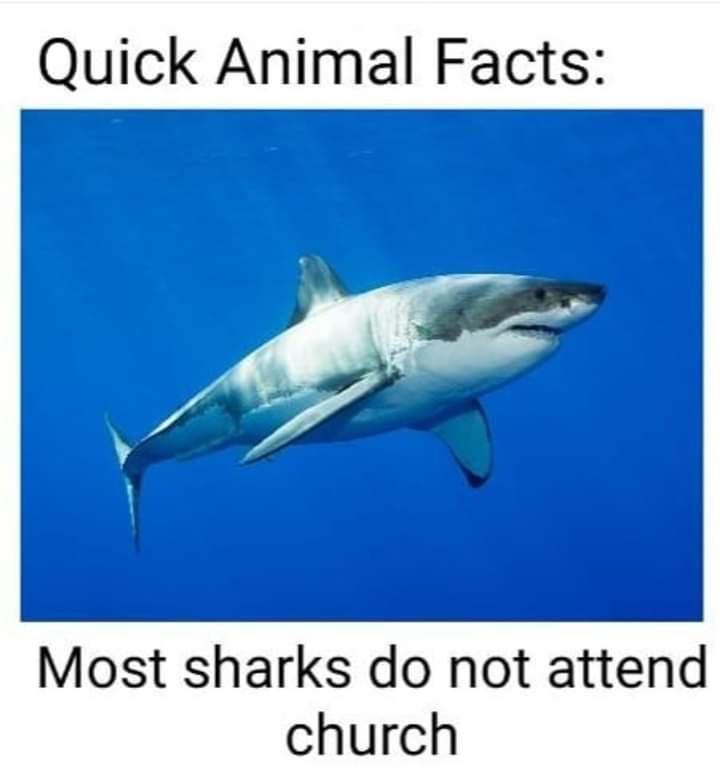 20 Memes That Make No Sense but All the Laughter 14 Quick animals fact
