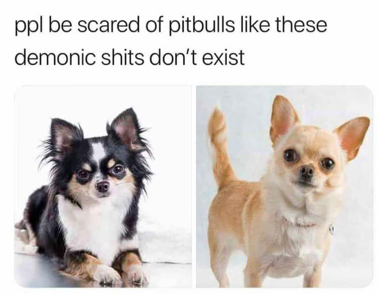 20 Chihuahua Memes That Have No Chill on International Chihuahua Appreciation Day 12 Scared of pittbulls - Chihuahua Memes