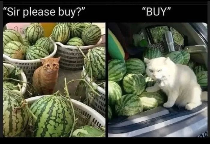 20 Memes That Are Just… There. Doing Their Thing. 16 Sir please buy