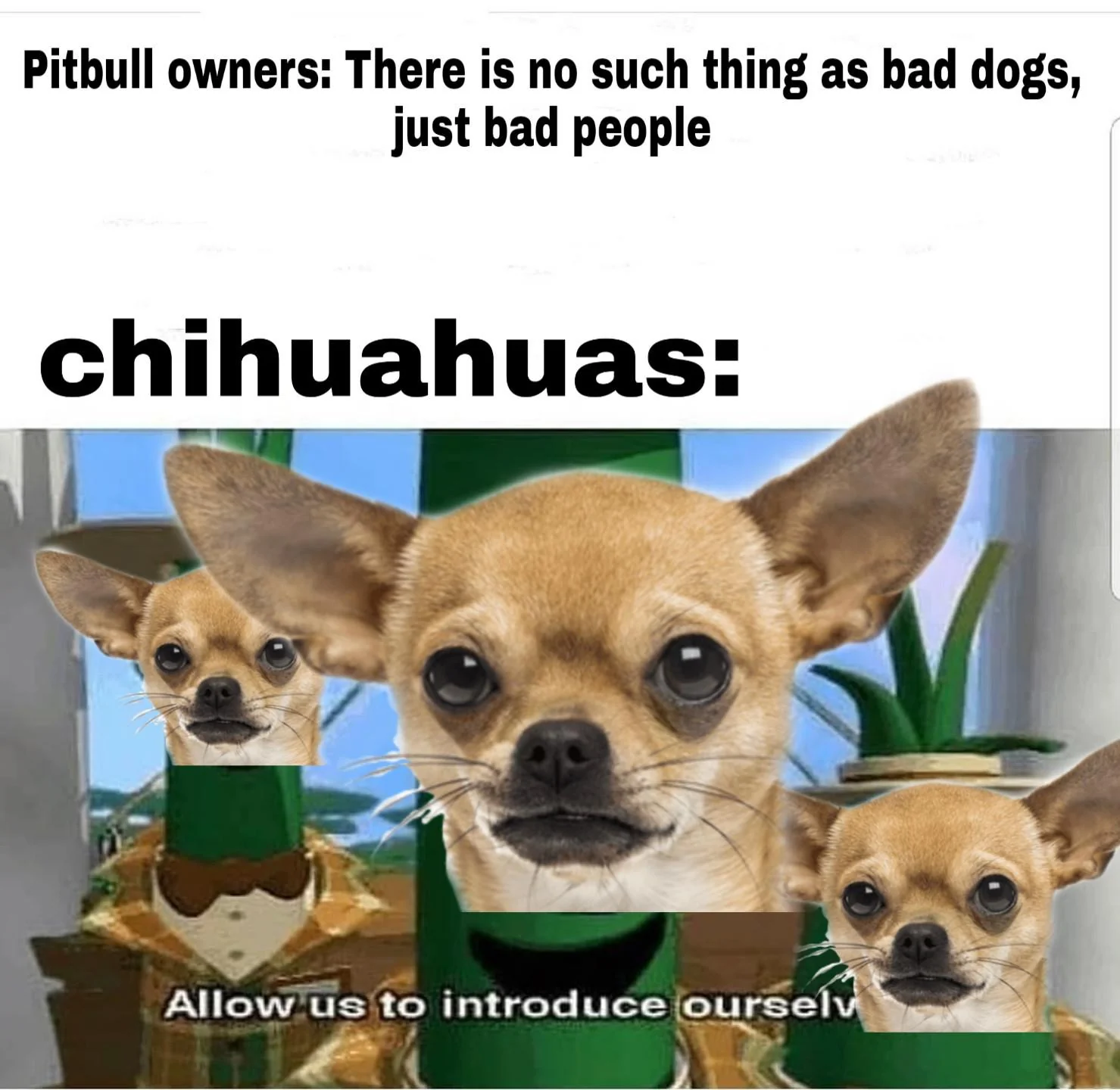 20 Chihuahua Memes That Have No Chill on International Chihuahua Appreciation Day 13 There is no such thing as bad dogs - Chihuahua Memes