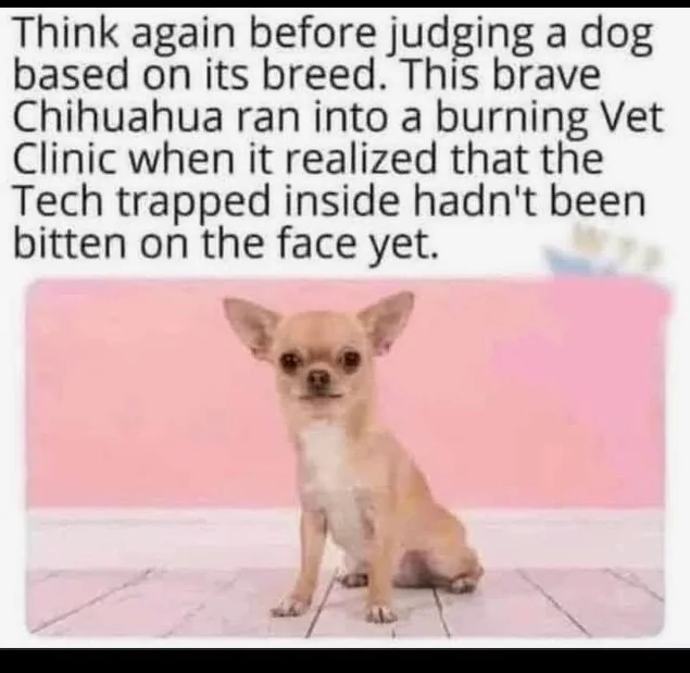 25 Chihuahua Memes That Have No Chill on International Chihuahua Appreciation Day 26 Think again