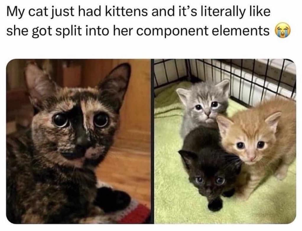 20 Memes Thrown Together Like a Last-Minute School Project 16 This cat just had kittens