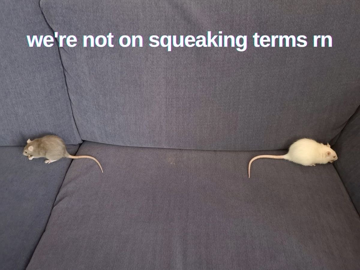 24 Memes with No Theme and Even Less Context 21 We are not on squeakig terms