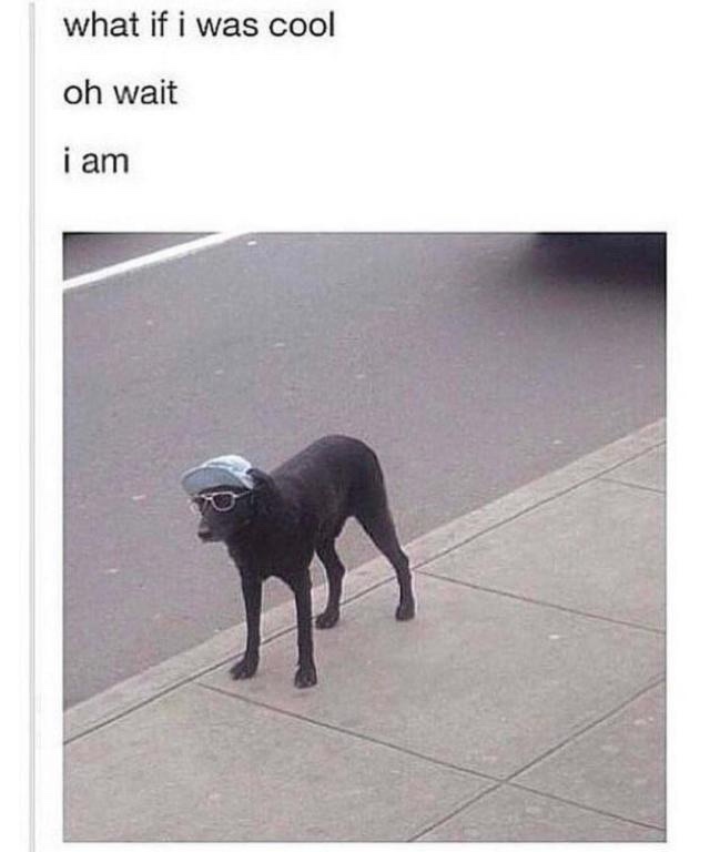 20 Memes That Are Funny for No Reason and Every Reason 23 What if I was cool