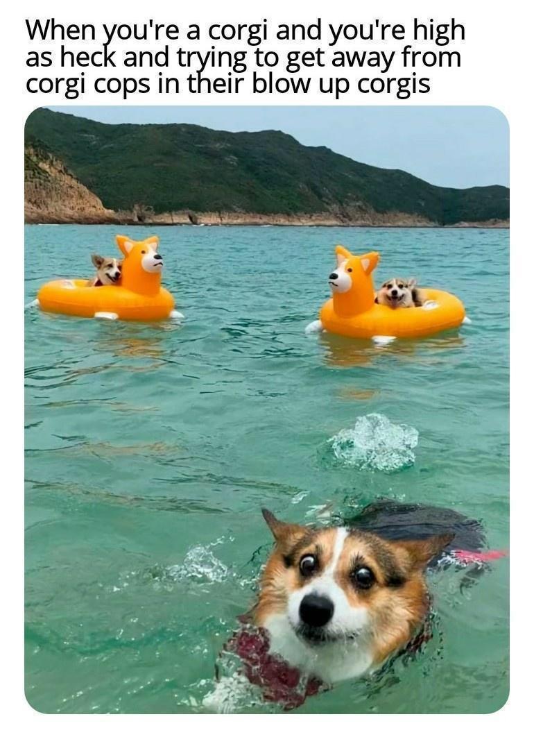 20 Memes That Are Just… There. Doing Their Thing. 19 When youre a coorgi