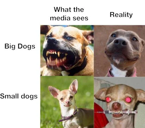 20 Chihuahua Memes That Have No Chill on International Chihuahua Appreciation Day 20 Whta the media sees - Chihuahua Memes
