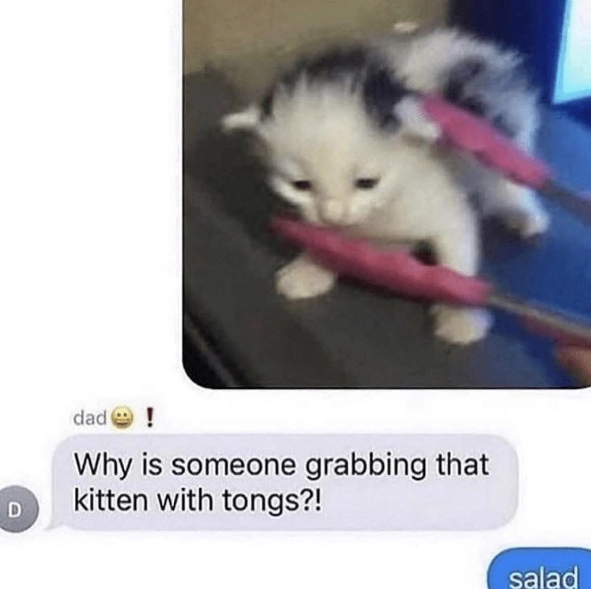 20 Memes That Take a Left Turn into Absurdity Without Warning 21 Why is someone grabbing that cat with tongs