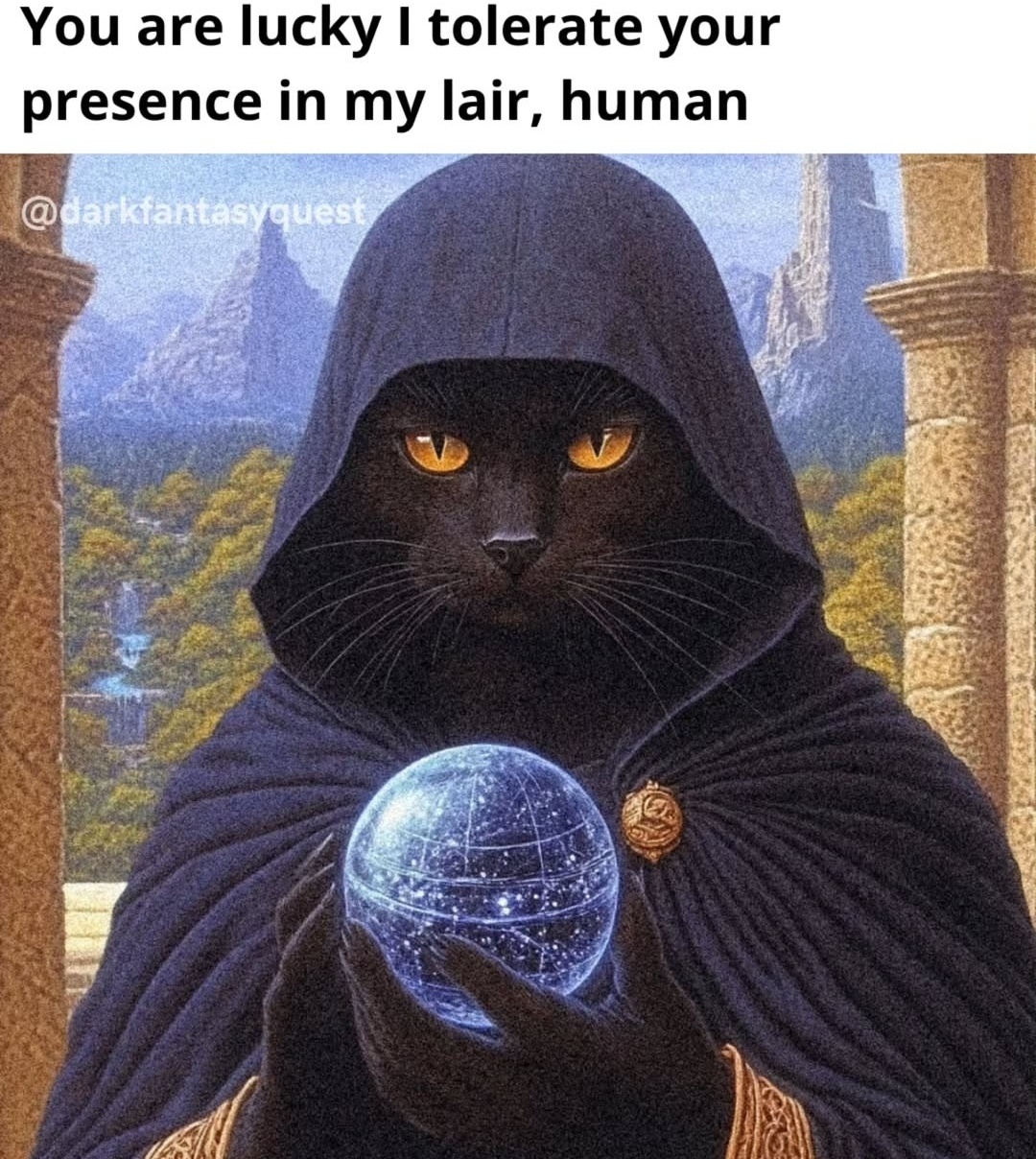 27 Random Cat Memes That Will Be the Highlight of Your Day (Trust Us) 27 You are lucky - Random Cat Memes