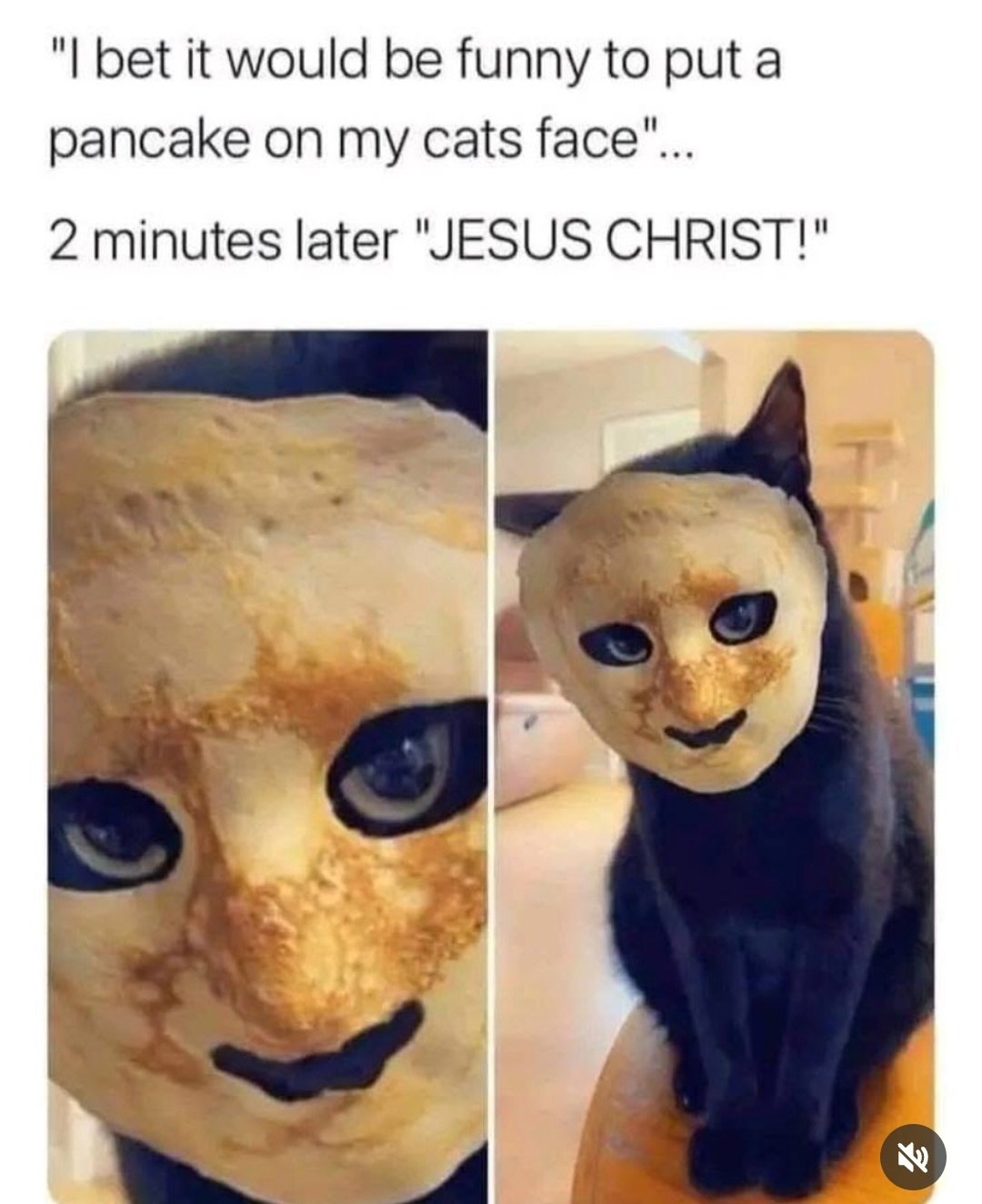 27 Random Cat Memes That Will Be the Highlight of Your Day (Trust Us) 2 ancake on my cats face - Random Cat Memes