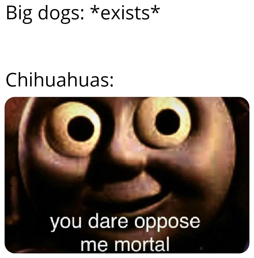 20 Chihuahua Memes That Have No Chill on International Chihuahua Appreciation Day 1 big dog exists - Chihuahua Memes