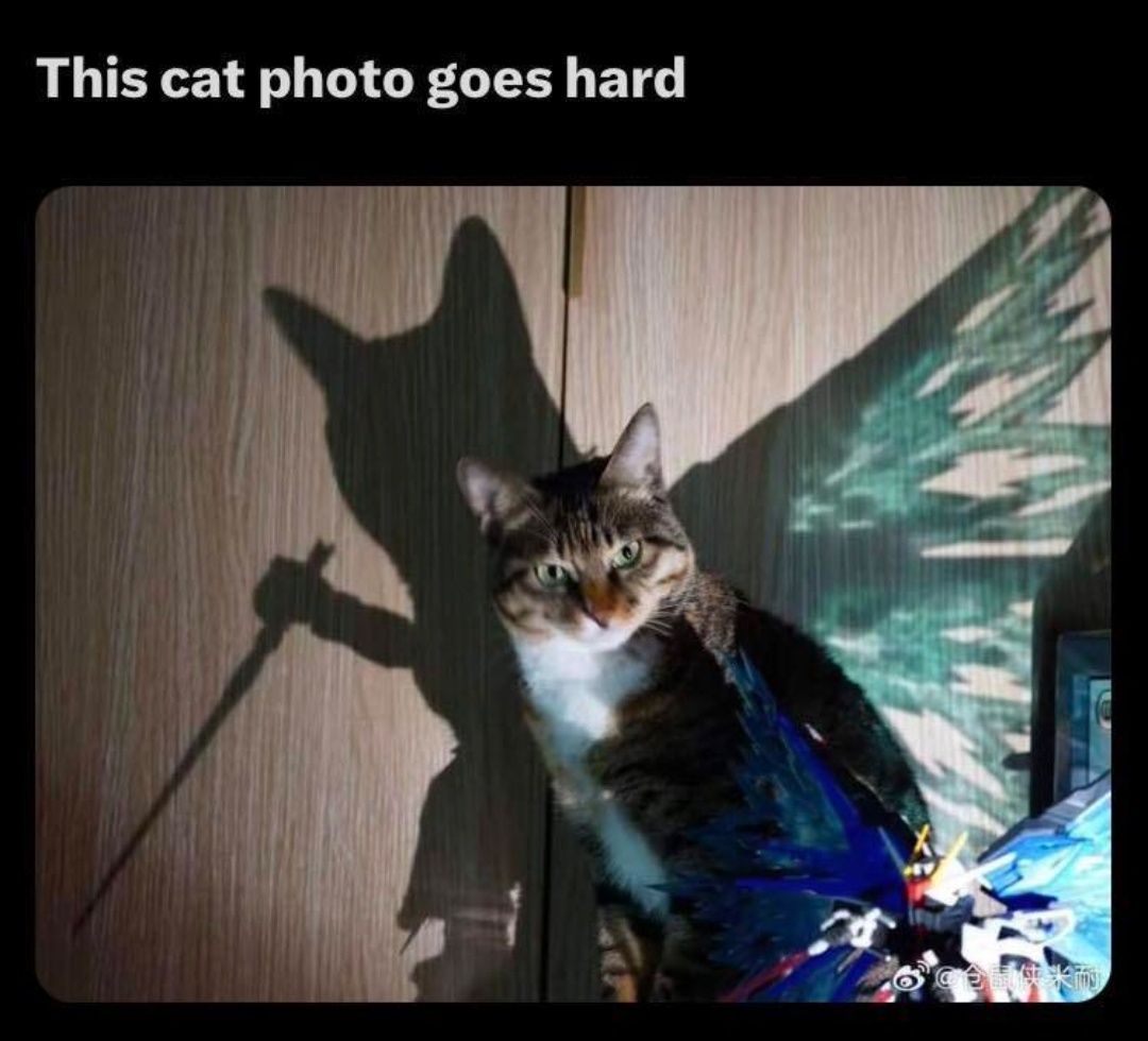 27 Random Cat Memes That Will Be the Highlight of Your Day (Trust Us) 5 cat photo goes hard - Random Cat Memes