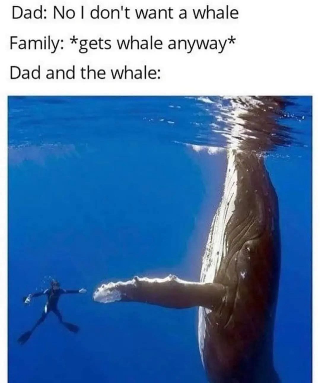 20 Extremely Random Memes You’ll Regret Not Clicking On 4 dad and the whale