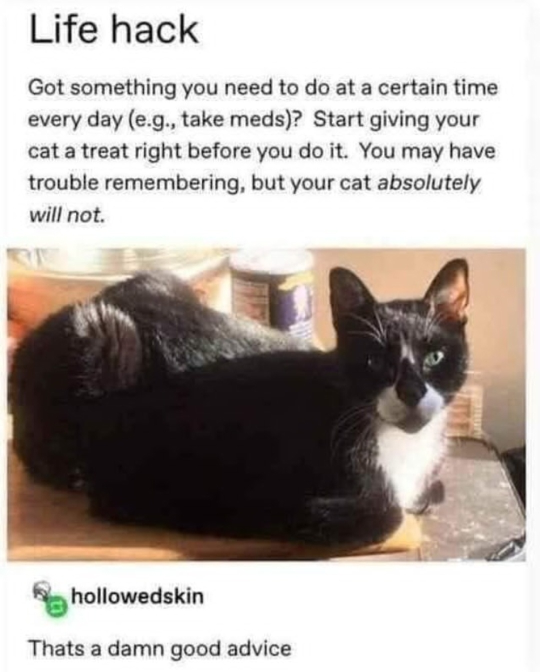 27 Random Cat Memes That Will Be the Highlight of Your Day (Trust Us) 7 damn good advice - Random Cat Memes