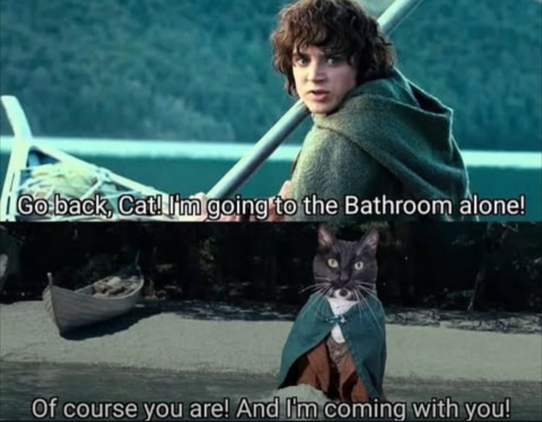 20 Memes to End the week with some laughs 8 go back cat