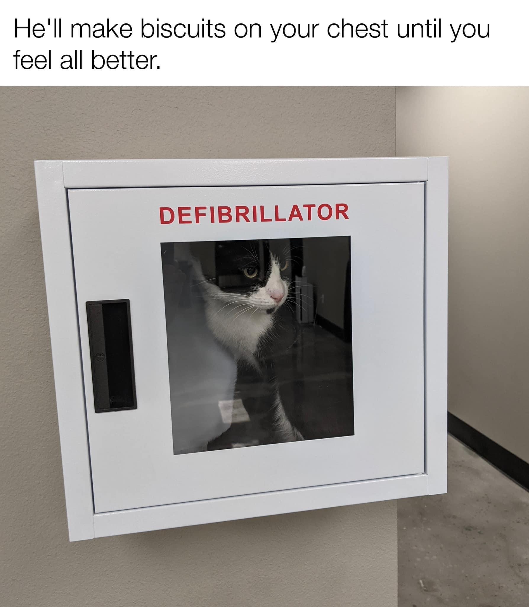 Reasons Why You Need To Quit Your Job And Become A Cat