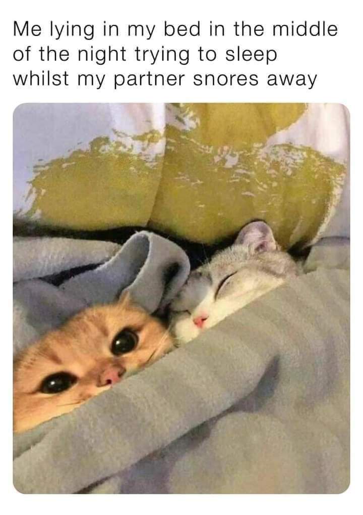 27 Random Cat Memes That Will Be the Highlight of Your Day (Trust Us) 21 me laying in my bed - Random Cat Memes