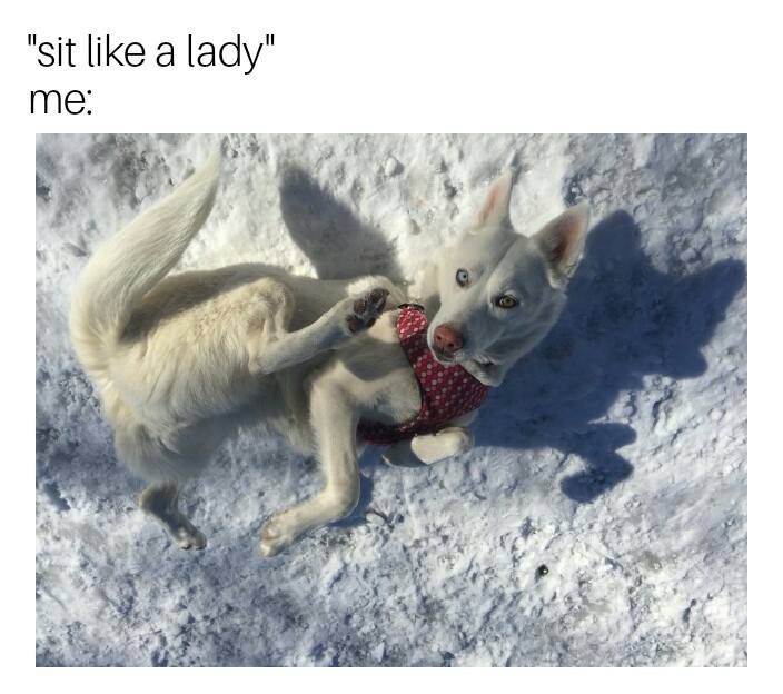 23 Random Memes That’ll Have You Laughing, Then Staring Into the Void 13 sit like a lady