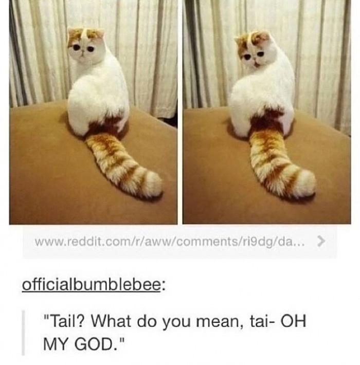 tail