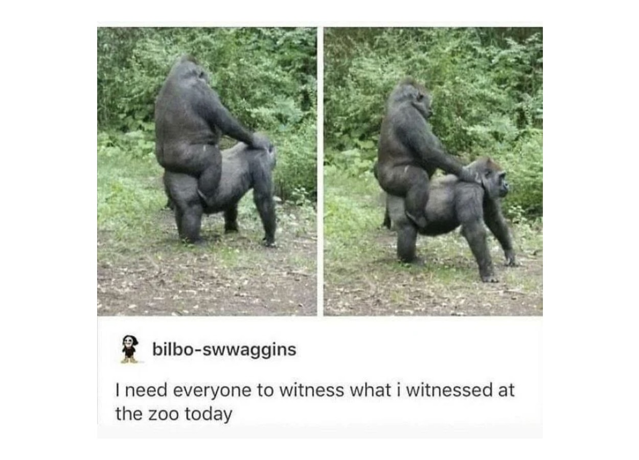 Animal Memes That Heard You Were Having a Ruff Day - FG