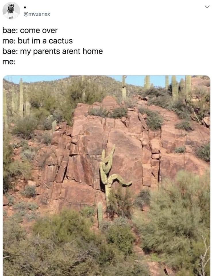 20 Memes That Seem Harmless Until Your Brain Hits a Wall 4 But im a catus