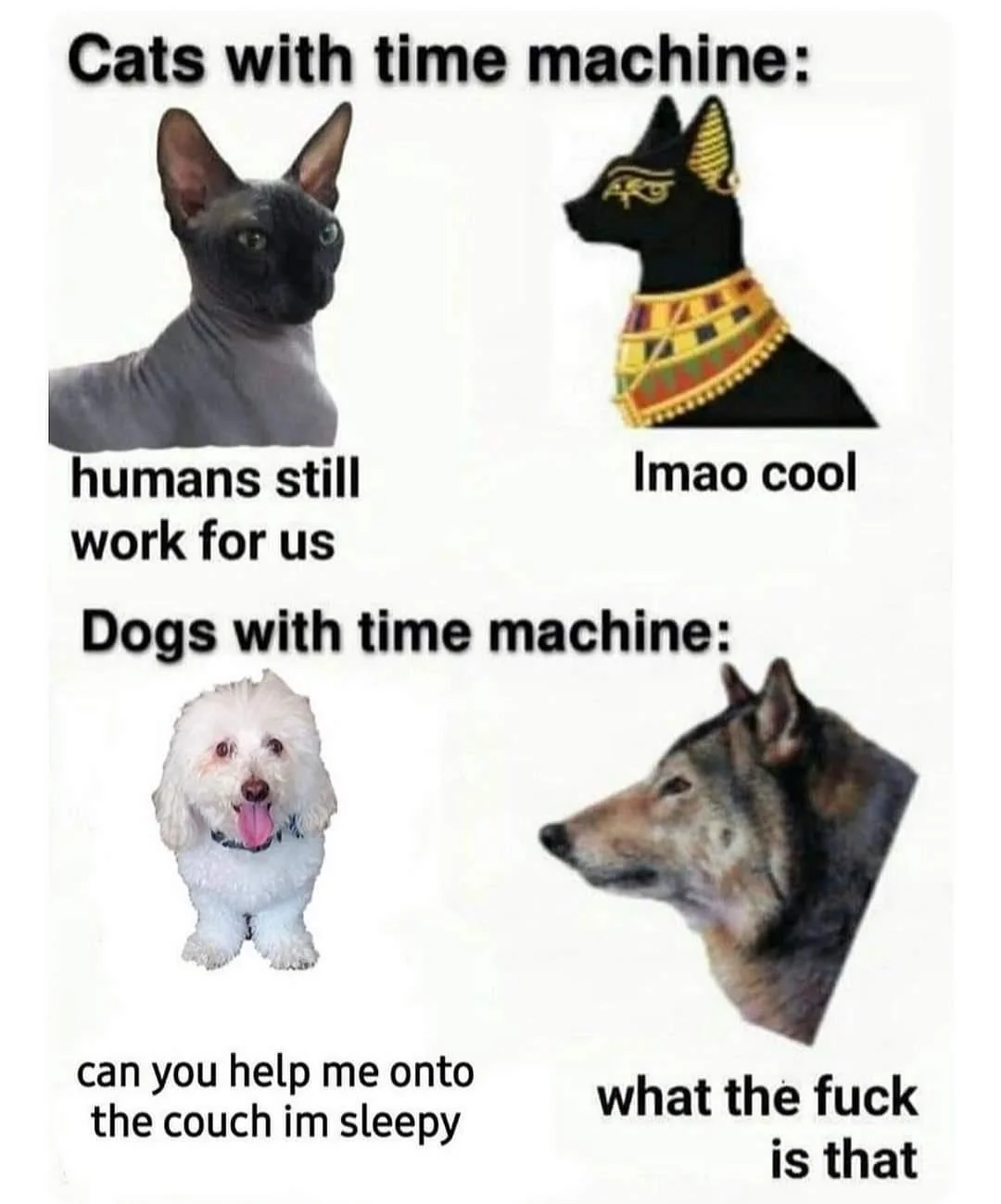 Cats Vs Dogs with a time machine