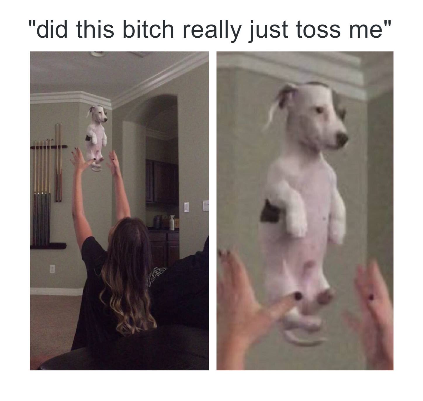 20 Animal Memes That Heard You Were Having a Ruff Day 3 Did she just toss me
