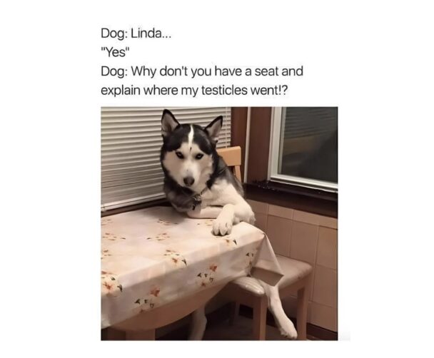 Dog Memes So Funny You’ll Snort Like a Pug - FG.jpeg