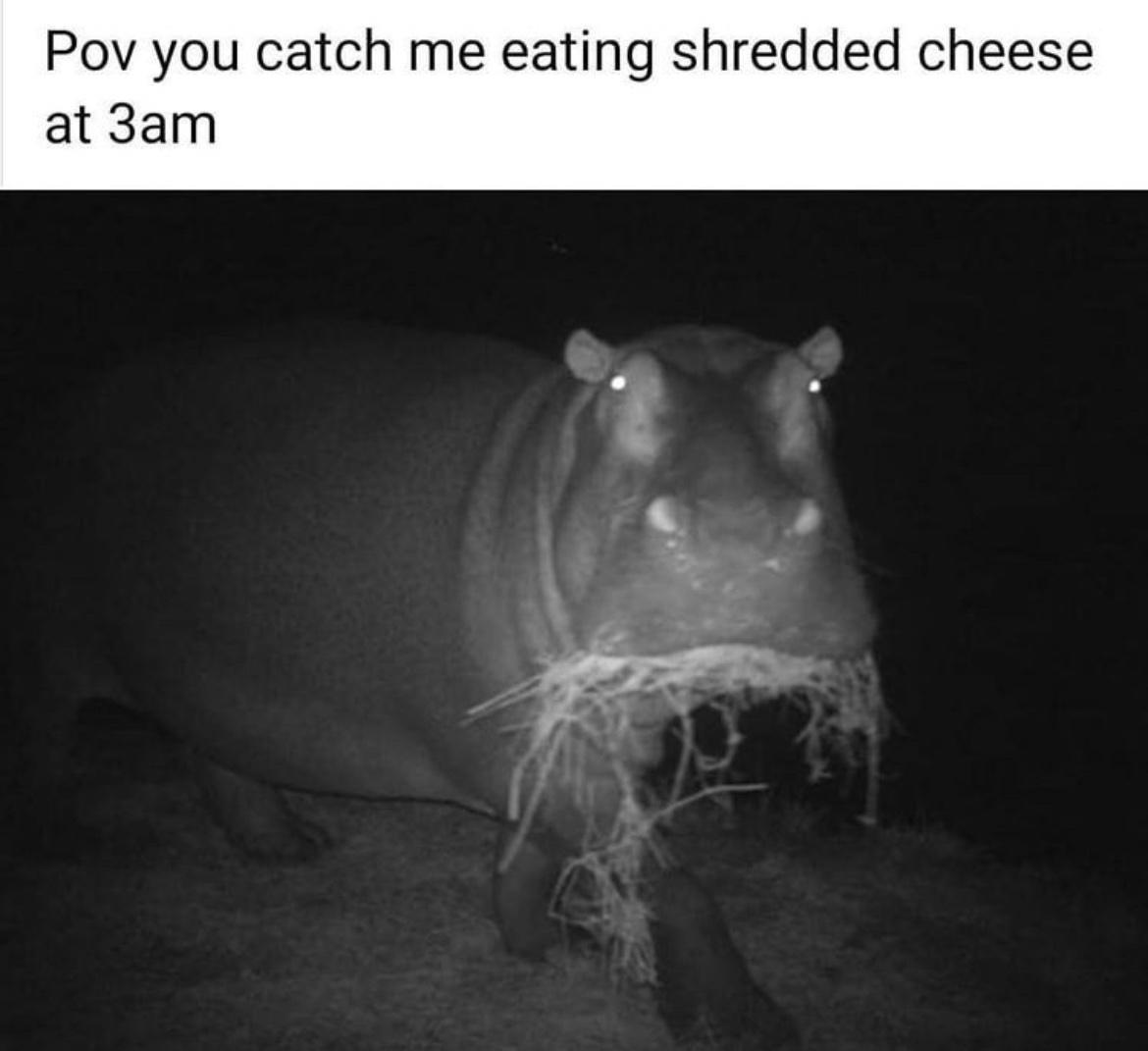 20 Dank Funny Memes You’ll Scroll Through Twice and Still Giggle Like a Goblin 11 Eating shreded cheese
