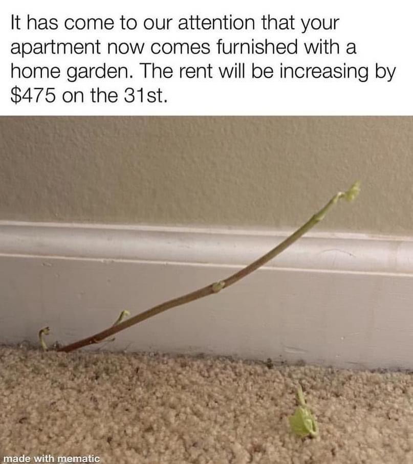 20 Chaotic and Funny Memes for When Your Brain Needs a Time-Out 9 Furnishes with home garden