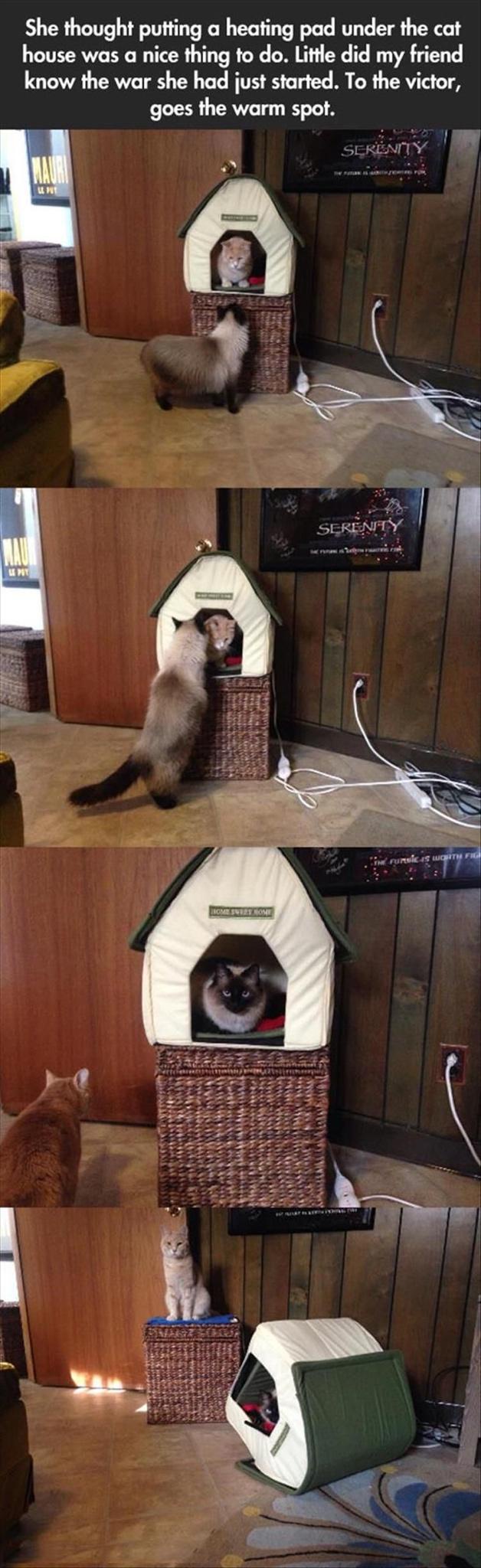 20 Animal Memes That Heard You Were Having a Ruff Day 5 Heating pad under cat house