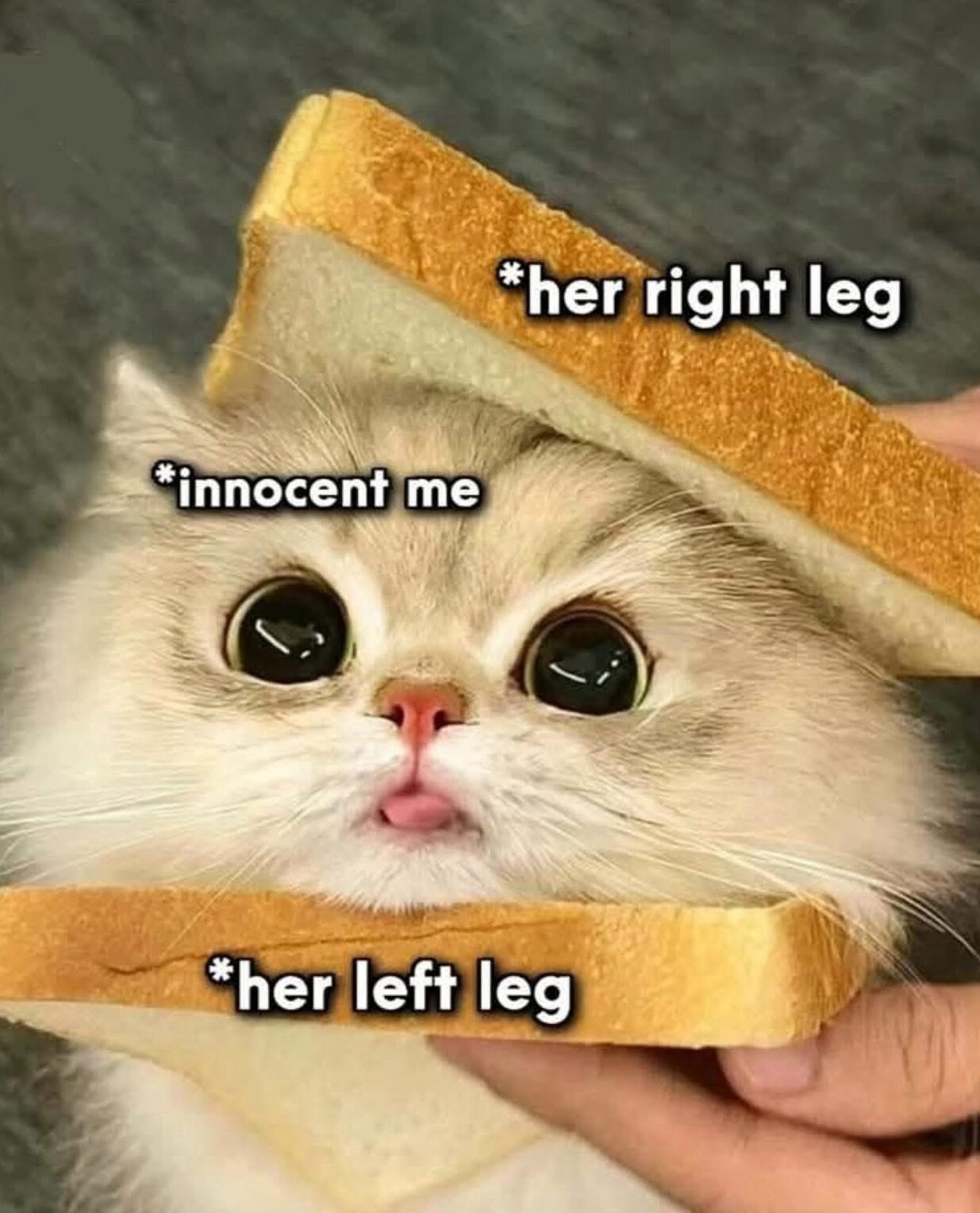 20 Memes So Dirty You'll Pretend They're Educational 6 Innocent me