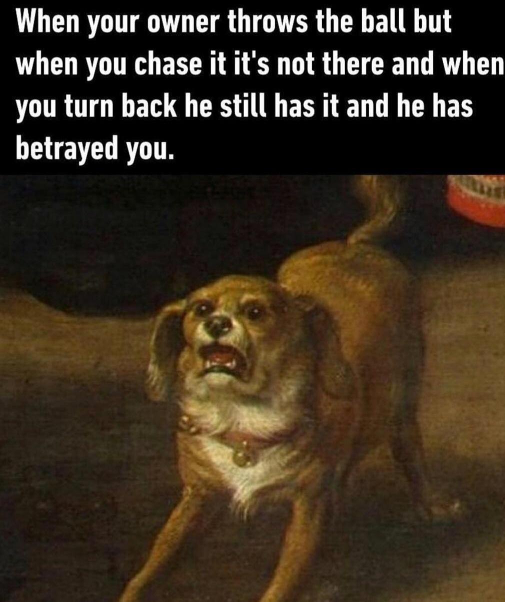 20 Animal Memes That Heard You Were Having a Ruff Day 10 Owner throws the ball