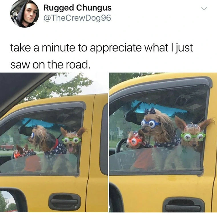 20 Animal Memes That Heard You Were Having a Ruff Day 14 Take a minute to appreciate this