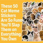 These 50 Cat Meme Stickers Are So Funny, You’ll Slap Them on Everything You Own