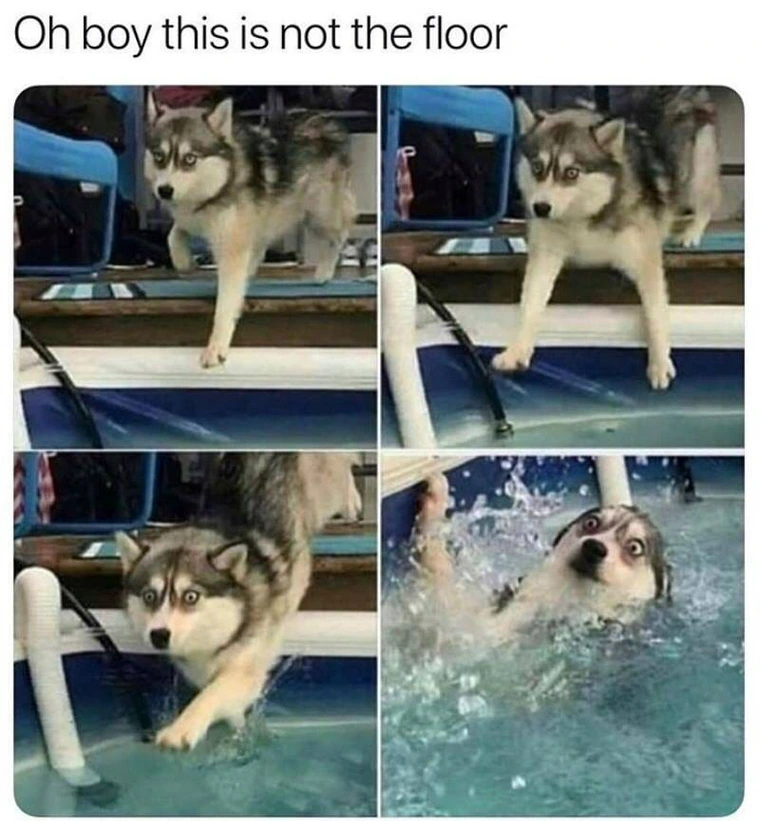 20 Animal Memes That Heard You Were Having a Ruff Day 16 This is not floor