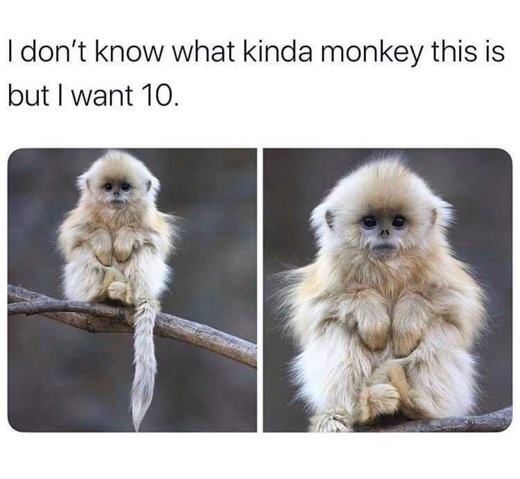 20 Animal Memes That Heard You Were Having a Ruff Day 22 WHat kind of monkey is this