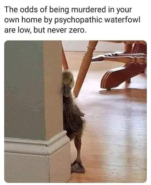 20 Animal Memes That Heard You Were Having a Ruff Day 19 Water fowl