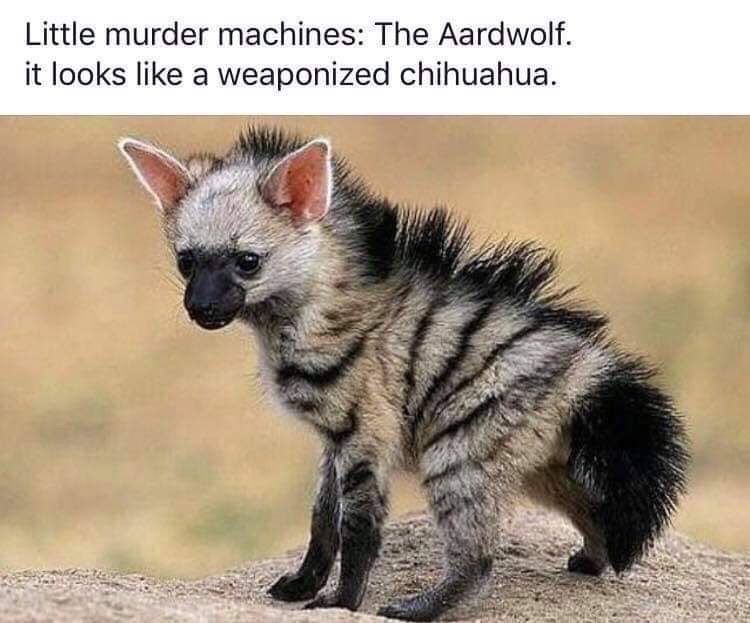 20 Animal Memes That Heard You Were Having a Ruff Day 20 Weaponised chihuahua
