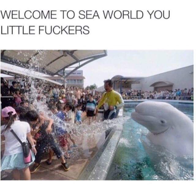 20 Animal Memes That Heard You Were Having a Ruff Day 21 Welcome to sea world