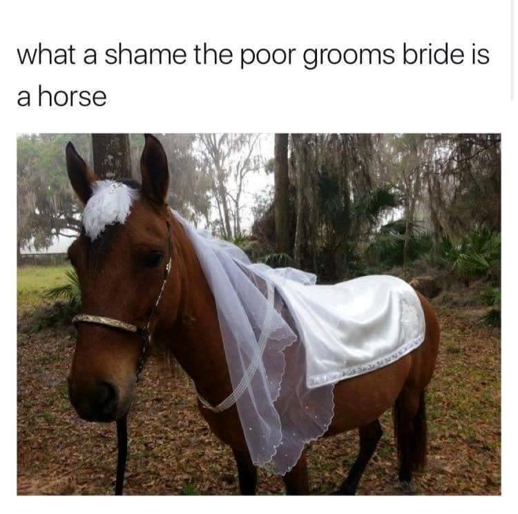 25 Memes to Feed Your Brain While You Rot Peacefully on a Sunday 25 What a sham